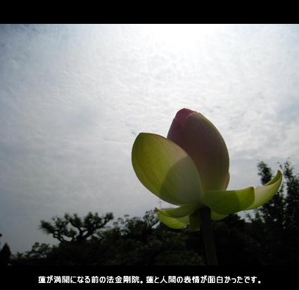 蓮が満開になる前の法金剛院。蓮と人間の表情が面白かったです。