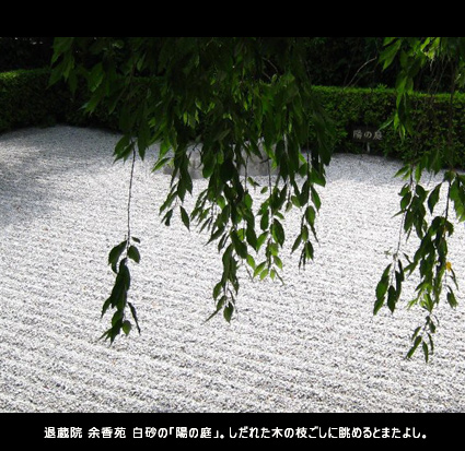 退蔵院 余香苑 白砂の「陽の庭」。しだれた木の枝ごしに眺めるとまたよし。