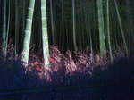 嵐山花灯路-竹林