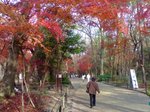 糺ノ森(2006年12月)