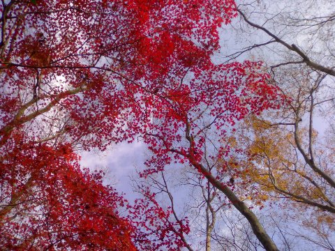 糺ノ森(2006年12月)
