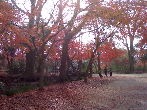 糺ノ森(2006年12月)